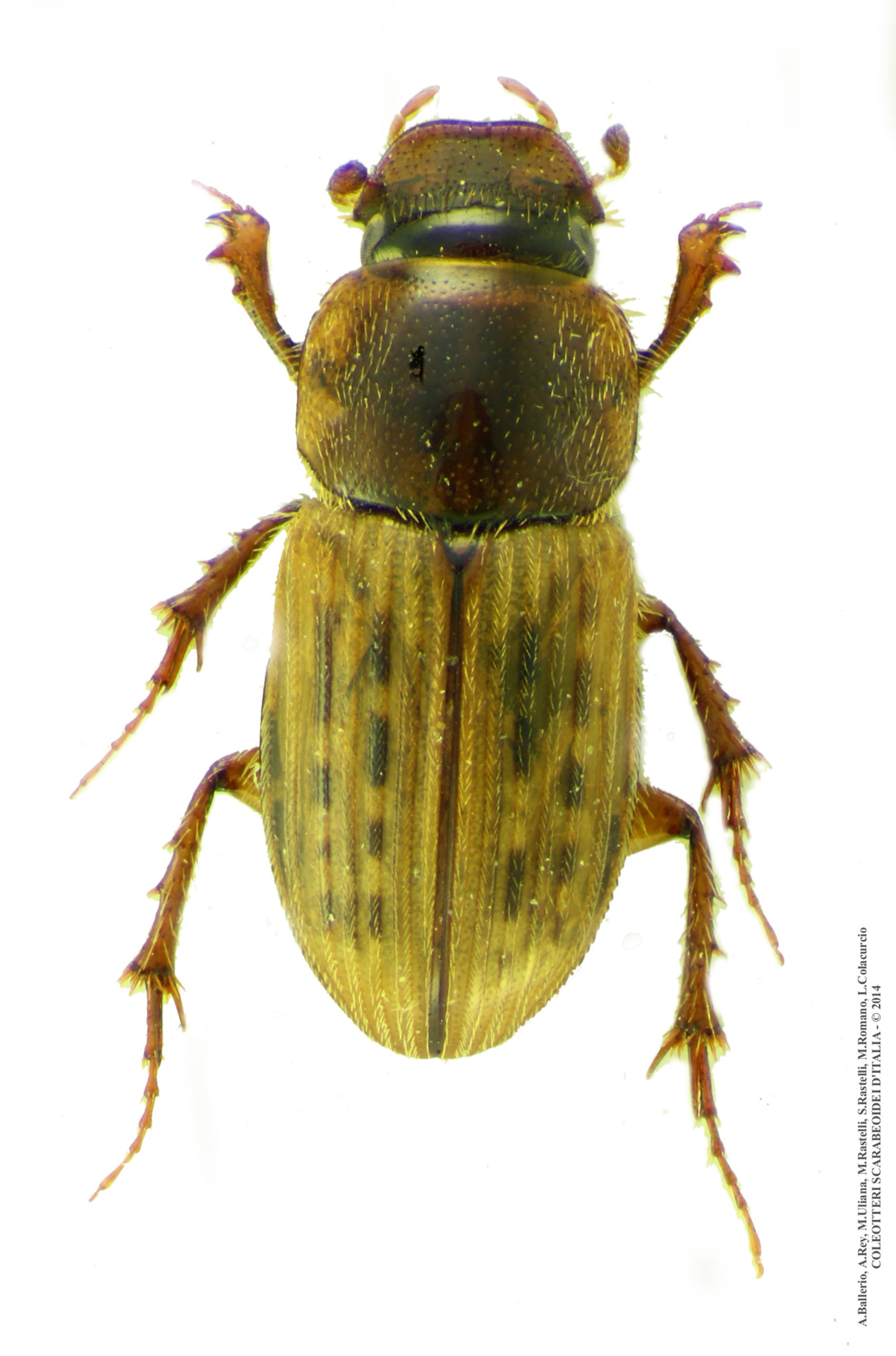 Euheptaulacus sus